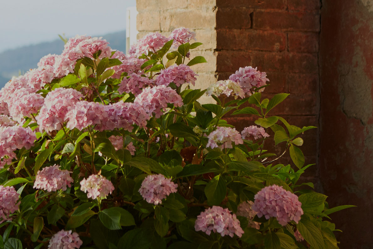 FLOWERS IN THE PIAZZALE