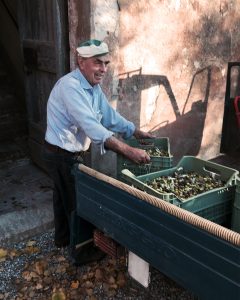 Dino collecting olives for our Montestigliano EVO Oil