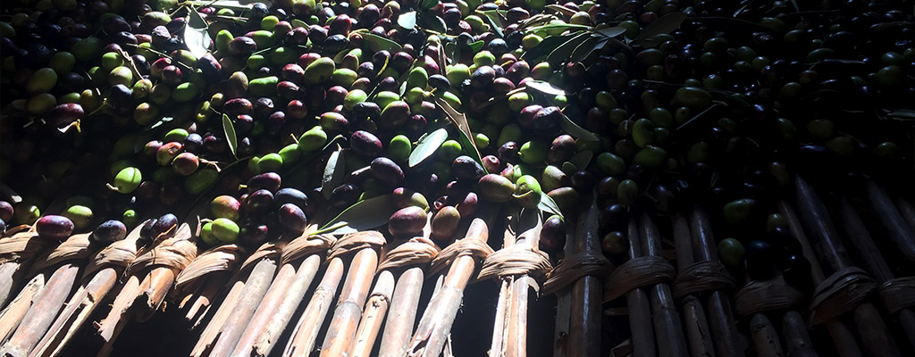 Our Italian olives ready to become Tuscan EVO Oil